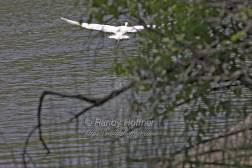 Great Egret in Flight.jpg